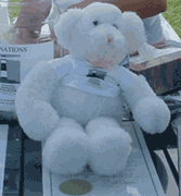 SJS Bear for kids